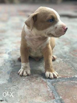 Pitbull puppies Blue Eyes for sell 32days