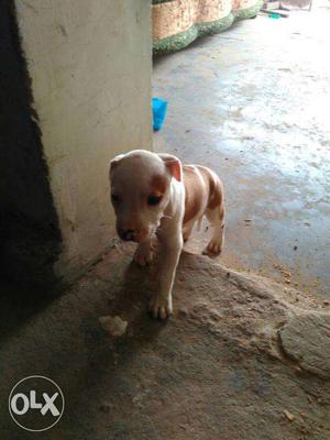 Pitbull puppies female