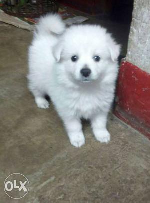 Pom puppy available. Hurry up.
