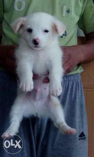 Pomeranian Female Puppy For Sale In Delhi/ncr
