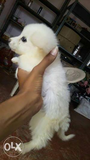 Pomeranian male and female puppy available +918.