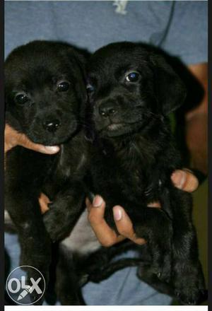Puer black Labrador puppy