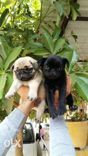 Pug black female and fawn male puppies available