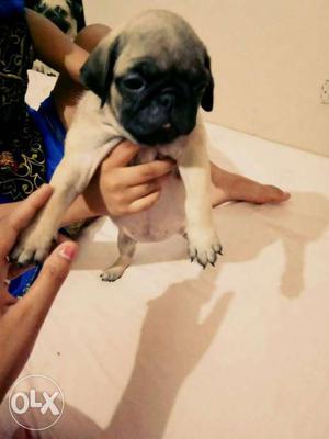 Pug fawn female for sale