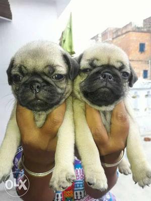 Pug female puppy for sale Date of birth 