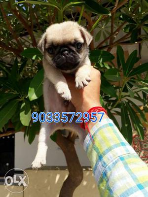 Pug male female puppies available age 30days both