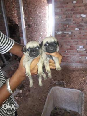 Pug male females pupies availble top quality