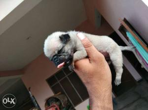 Pug male for sale..super quality age 21 days