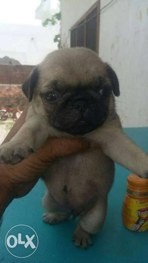 Pug male pup 1 month old for sale