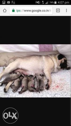 Pug male pupps r sell both r very active n halthy