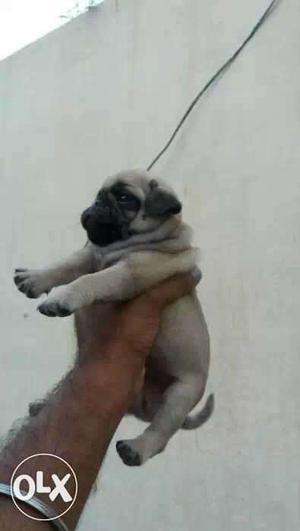 Pug puppies available security purpose dog