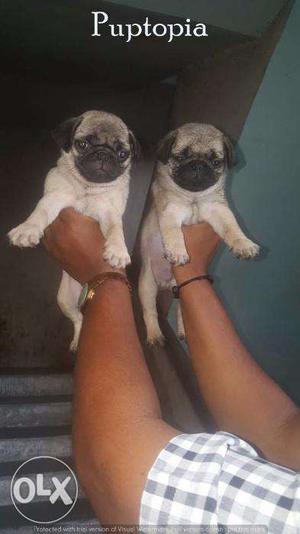 Pug puppies for sale find a humorous clown in dogs