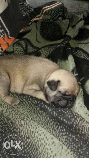 Pug puppies for sale in Shantinagar Kurukshetra