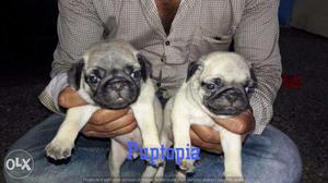 Pug puppy/dog for sale find a charming companion in dogs