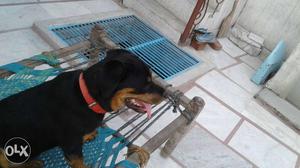 Punch face top breed Rottwieler only 8 months