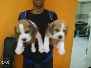 Pune top A1 QUALITY Beagle Puppies available