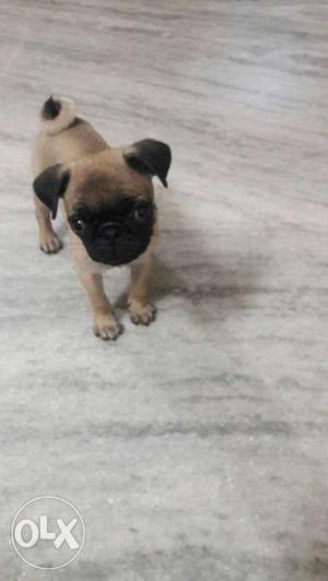 Pure Breed puG Male 2Months 10Days