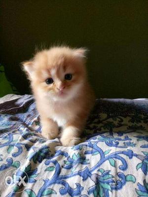 Pure Persian male kitten cute healthy and