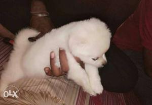 Pure White Pomeranian Puppy