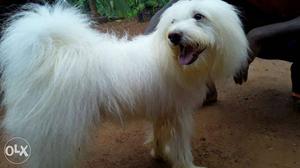 Pure breed lash pure white dog 8 month old