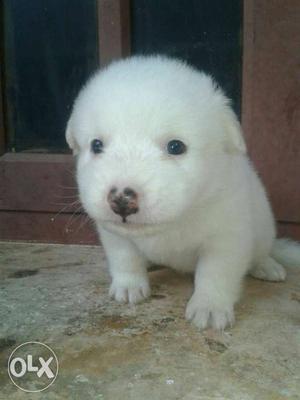 Pure white Pom puppies... for sale... interested