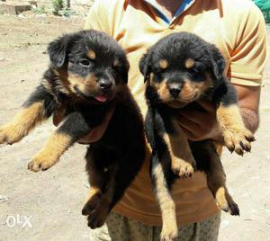 ROTTWEILER female puppies available pure breed