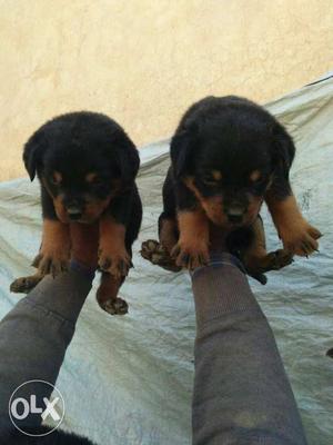 ROTTWEILER female puppies available security