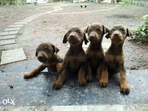 Red Doberman Puppies