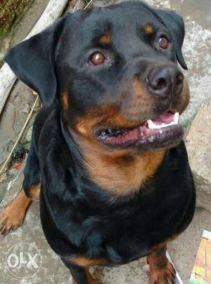 Rottweiler female and male 