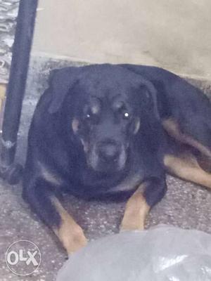 Rottweiler female of 3years. need good home