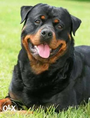 Rottweiler for mating.only mating