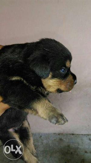 Rottweiler male pup sale good quality