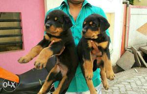 Rottweiler male puppy for sell