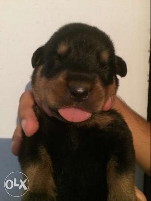 Rottwellier male 12 days old