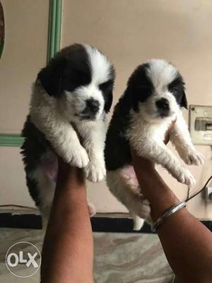 Saint Bernard puppies available security purpose