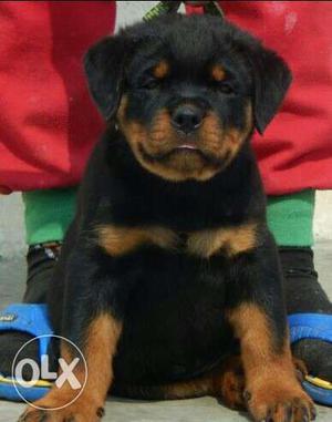 Sapna kennel in Rottweiler puppies very Gud super very