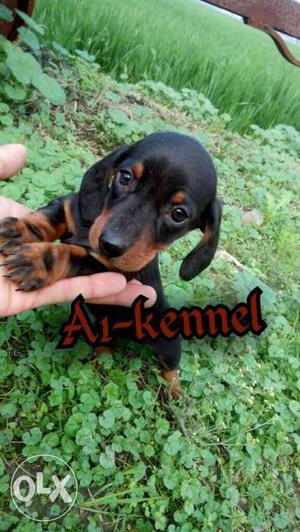 Sell show line best so active dashund puppy