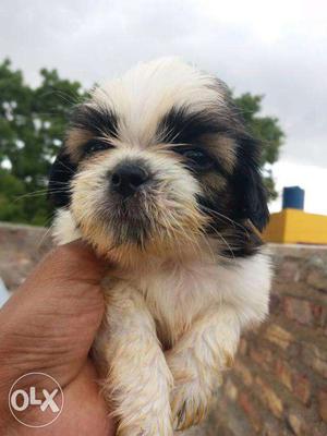 Shih Tzu puppy/dog for sale find a joyful buddy in dogs