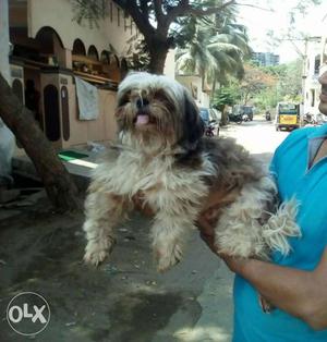 ShihTzu​ available Proven male for crossing +.888
