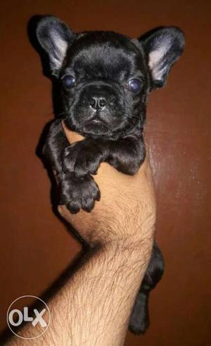 Show Quality Male French Bulldog Black Colour Available Sell
