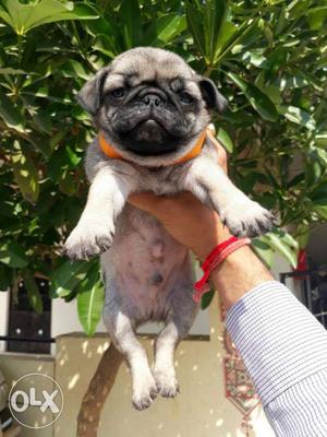 Show grade pug male female