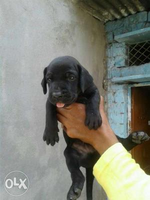 Show quality full jet black great Dane puppy for