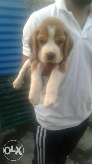 Show quality kci reg.Beagle male pup