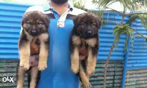 Show quality kci reg.German Shepherd Pups