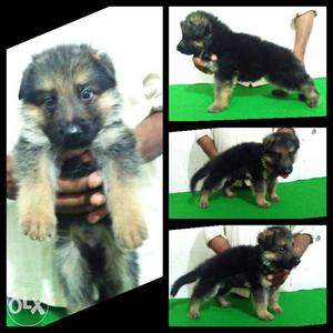 Show quality medium coat German Shepherd male