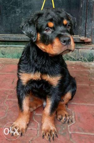 Show quality puppy available for show home in nasik