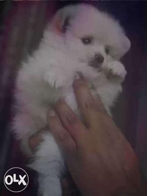 Show quality toypom male pup available awsome healthy pupp