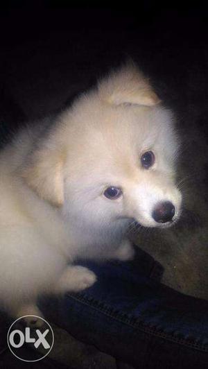 Show quality trained German Spitz puppy available(2 months