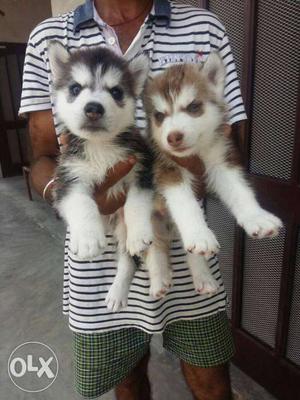 Siberian husky healthy and active puppies