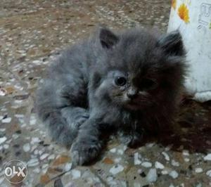Simi punch face Grey Persian long Coated 2month Kitten male